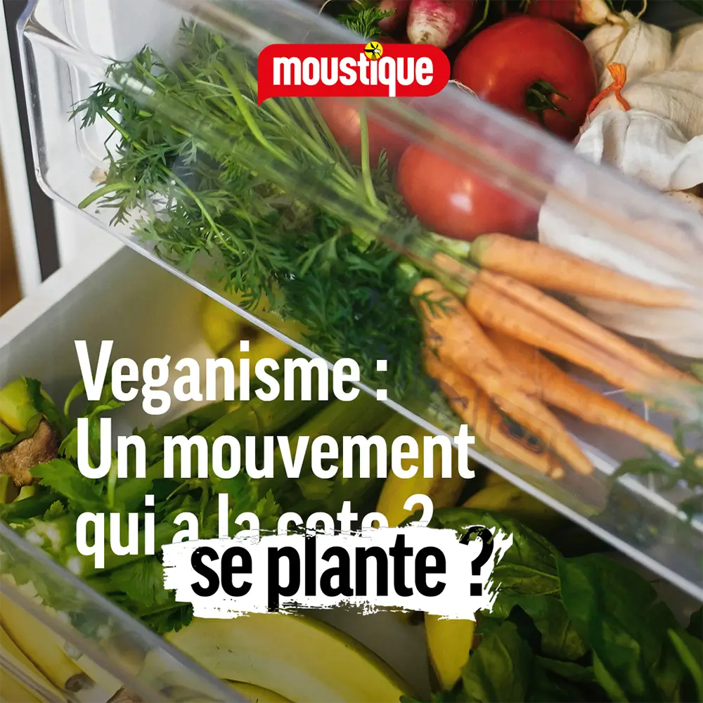Moustique Image 4